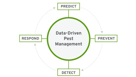 Pest division diagram