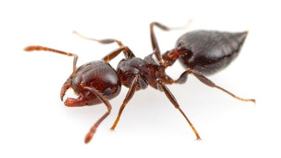 Common Types Of Ants Ecolab