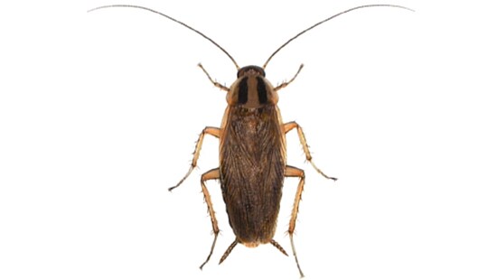 A German cockroach