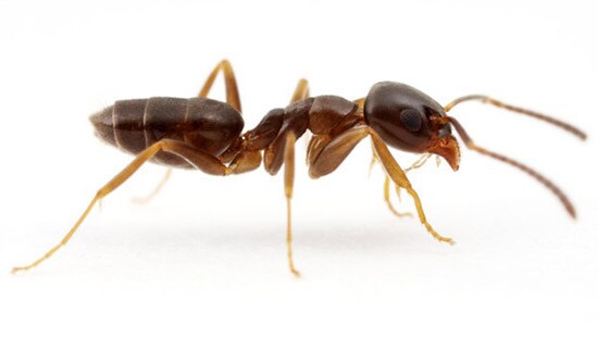 Odorous House Ant (Tapinoma sessile) is a common Ant