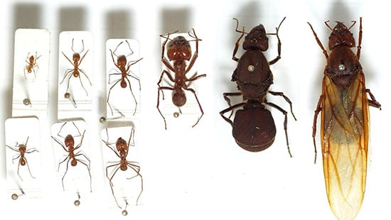 Common types of Ants