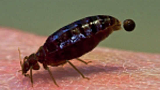 Close up photo of a bed bug