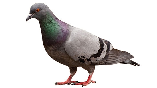 pigeon