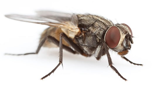 Image of a house fly.
