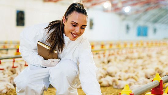 Person wearing white protective coveralls and boot covers crouches inside a poultry barn, reaching toward young chickens near automated feeders and straw bedding, with rows of birds visible in the background.