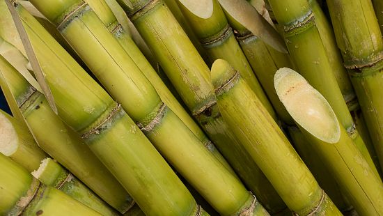 light, Mexico, sugar cane, fermentation