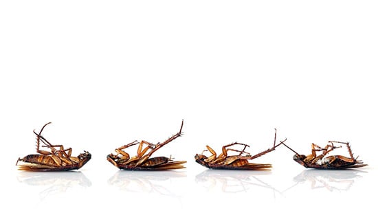 Dead German Cockroaches