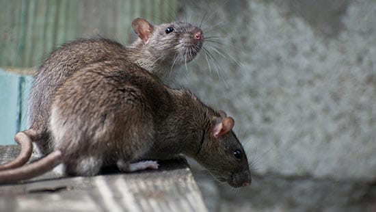 Common types of rodents